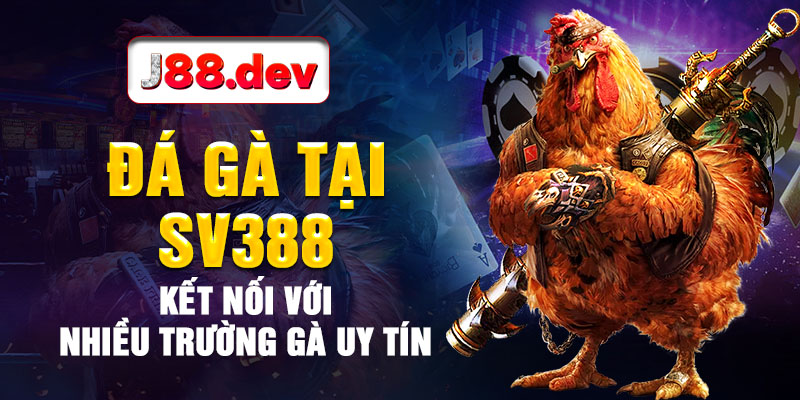 Đá gà tại SV388 kết nối với nhiều trường gà uy tín Đá gà tại SV388 kết nối với nhiều trường gà uy tín