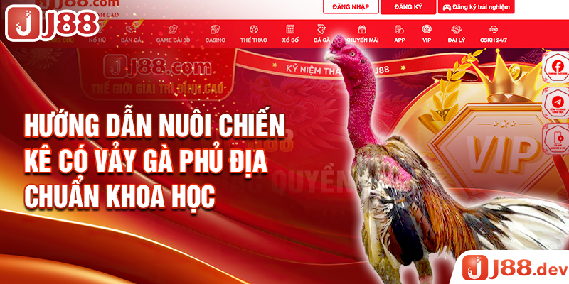 Hướng dẫn nuôi chiến kê có vảy gà phủ địa chuẩn khoa học