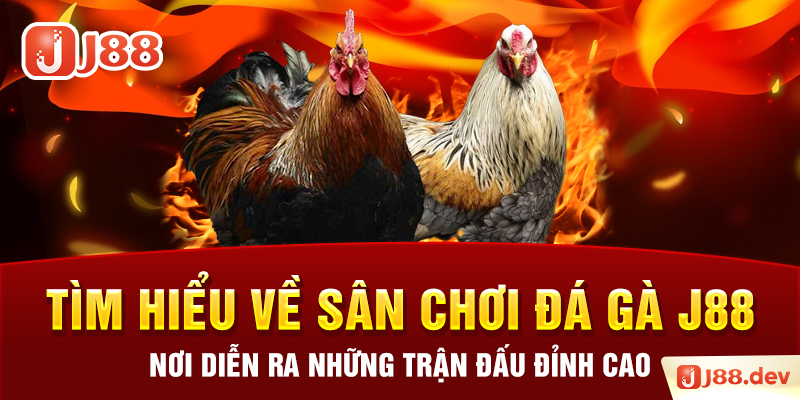 Tìm hiểu về sân chơi đá gà J88 – Nơi diễn ra những trận đấu đỉnh cao