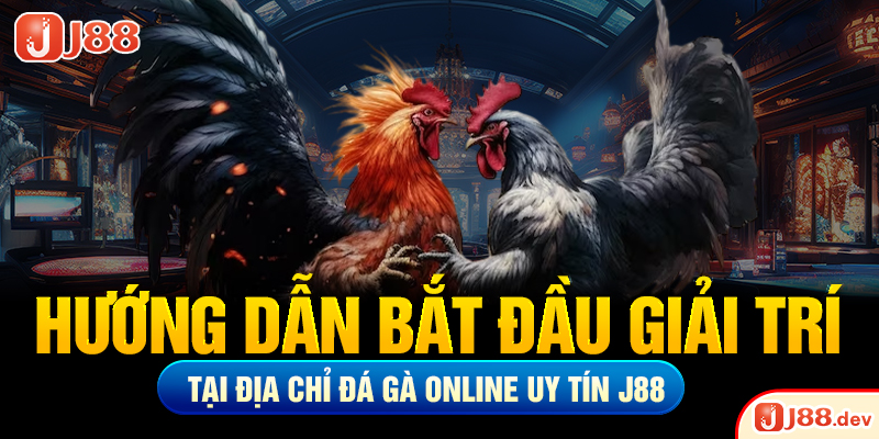Hướng dẫn bắt đầu giải trí tại địa chỉ đá gà online uy tín J88